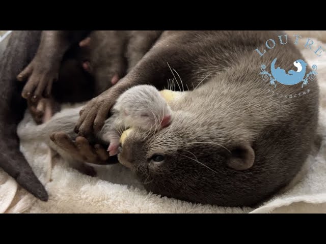 A Baby Otter Boy is Born!