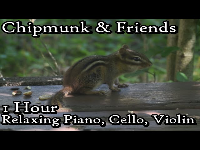 Chipmunk and Friends - 1 Hour Classical Music and Nature Ambiance