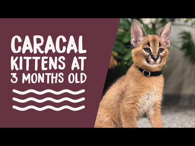 FB Live Replay: Caracal Kittens at 3 Months Old!