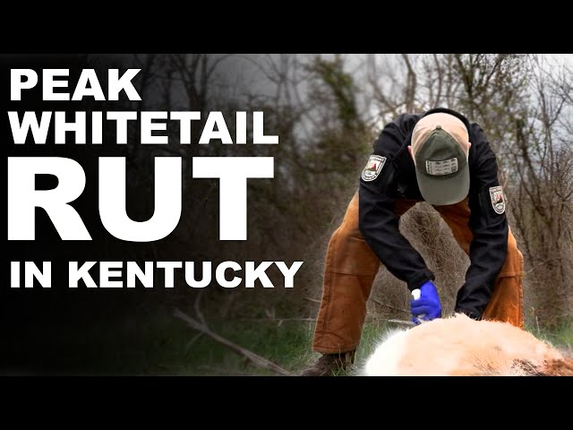 Determining the Peak Rut for Deer in Kentucky!