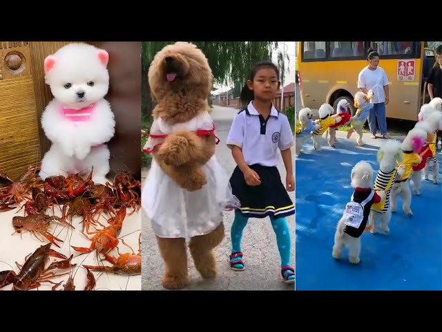 Tik Tok Chó Mèo Hài Hước và Dễ Thương Nhất Thế Giới | Funny & Cute Dog and Cat #1