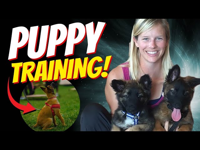 The Beginner's Guide to Training Your Puppy With Bethany Preud'homme