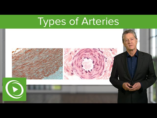 Types of Arteries – Histology | Lecturio