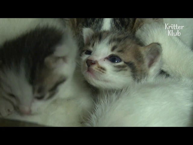 Adult Cat Still Gets Breastfed By Her Mother | Kritter Klub