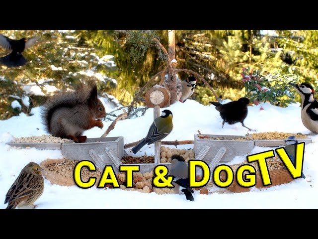 Cat TV😽 Birds and Squirrels for Cats & Dogs to watch 10 hrs | No ads interruptions (4K UHD)