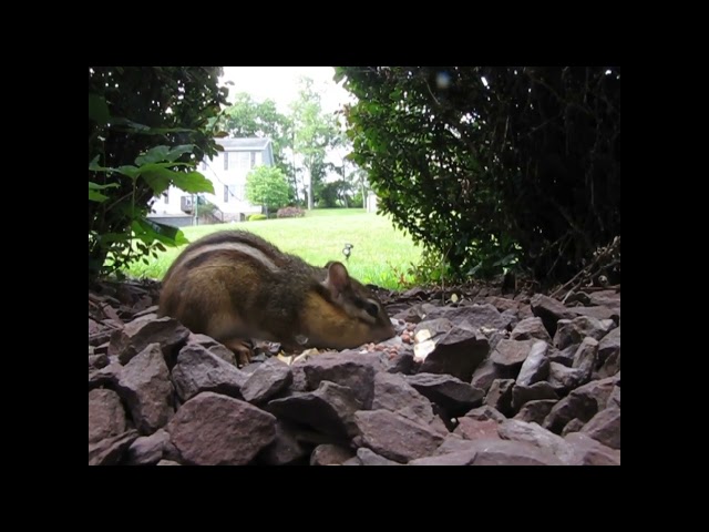 Cat Tv for Cats - Chipmunk at Work - Purring Sounds