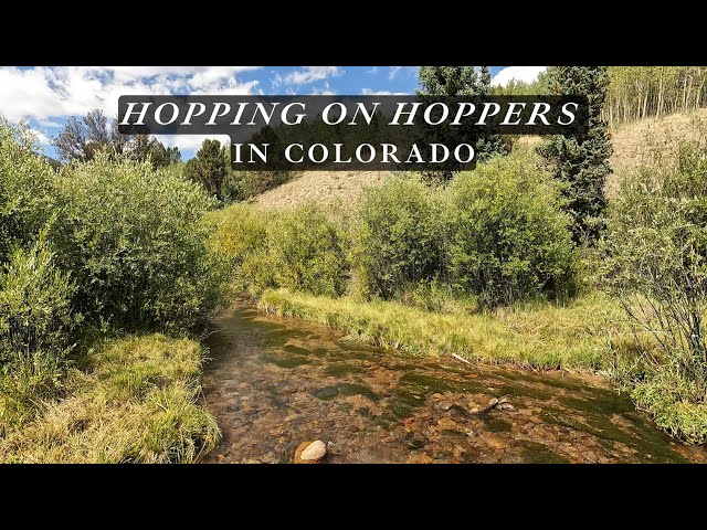 Trout were HOPPING on HOPPERS in Colorado!