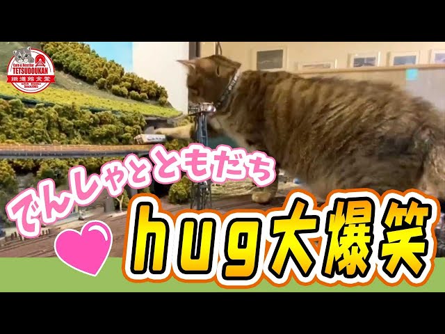 [Hug features] I'm about to hug the train.💖  Large family of protected cats 💕