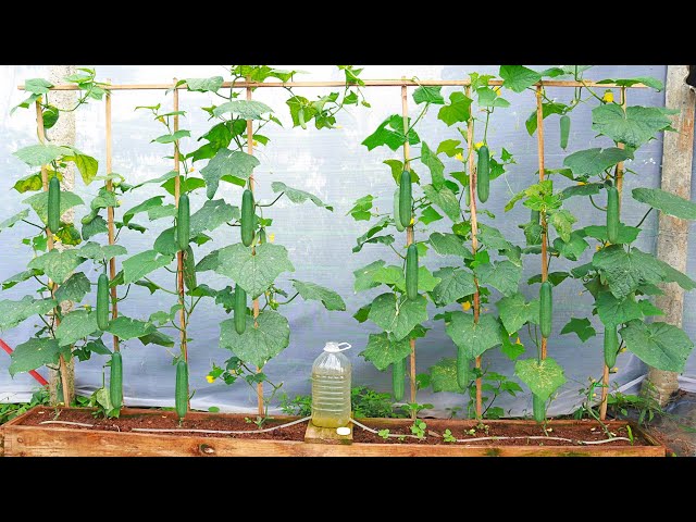 Growing Cucumbers At Home From A Wooden Frame - Automatic Watering