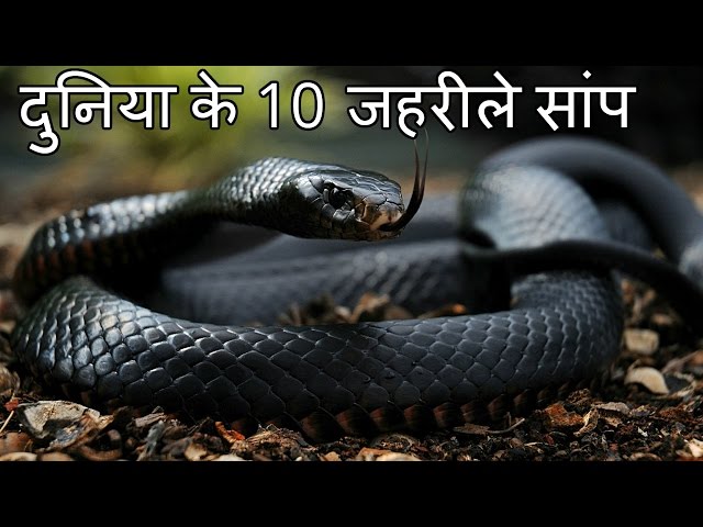 दुनिया के 10 सबसे जहरीले सांप Top 10 Most Venomous Snakes in the World