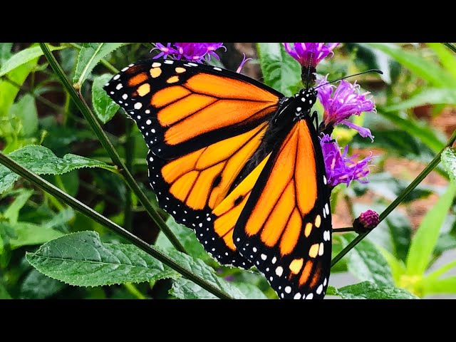 Where did my Caterpillars go? | Raising Monarchs to Solve the Mystery