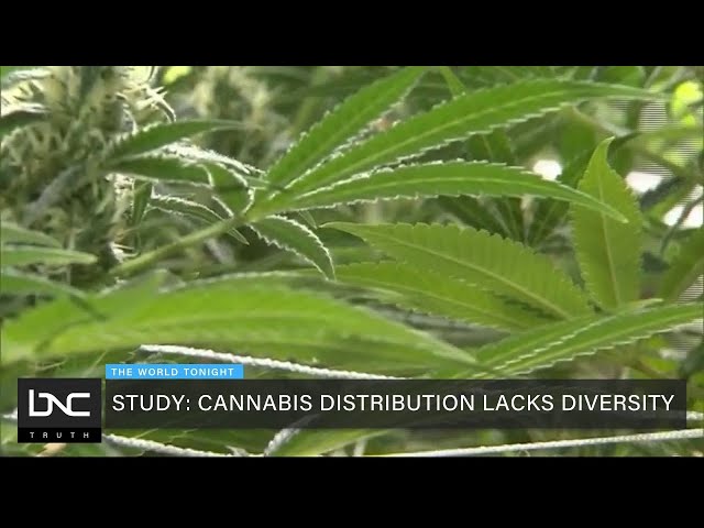 Study: Cannabis Distribution Lacks Diversity
