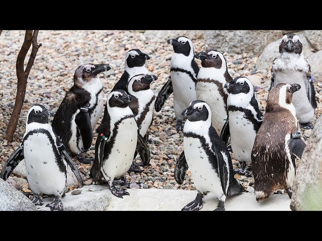 Penguin Beach | FULL SEASON
