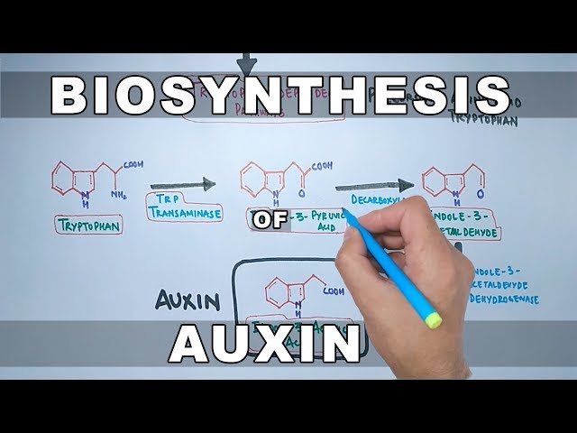Biosynthesis of Auxin