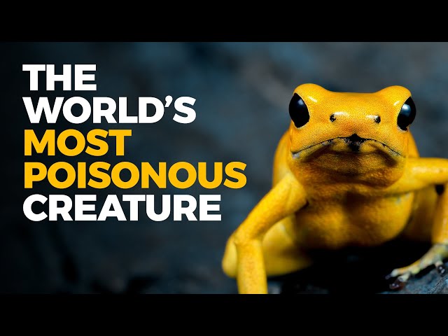 The Insane Biology of: The Poison Dart Frog
