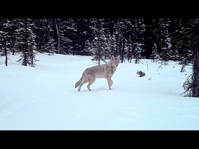 Alaska Trailcam Coyote, Red Foxes, Rabbits, Squirrel April 07, 2024