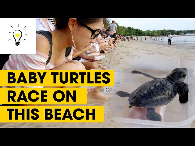 This beach is filled with baby turtles! | Animal spotlight