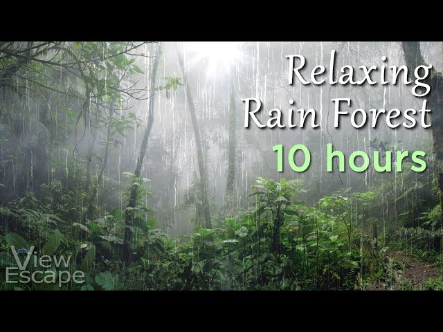 Relaxing Forest Rain with Mist | White Noise | with Hi-Fidelity Surround Sound | 10 HOURS