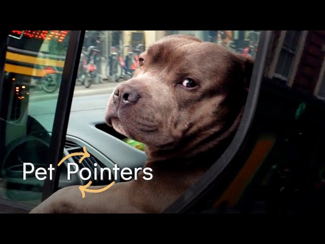 Holiday Travel Tips | Pet Pointers