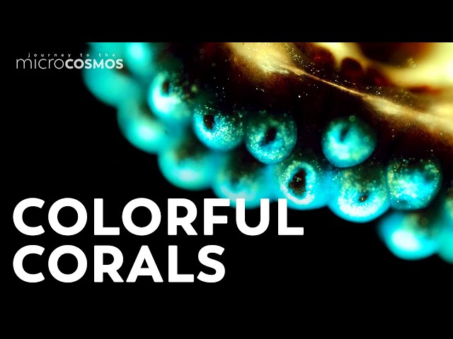 Putting Coral Under the Microscope