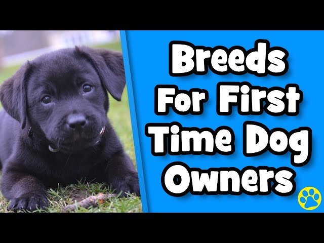 11 Best Dog Breeds For First Time Dog Owners