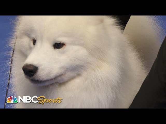 National Dog Show 2022: Working Group (Full Judging) | NBC Sports