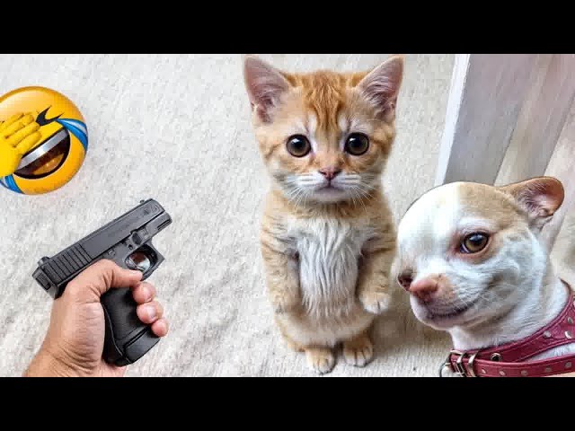 Best Funny Dogs and Cats Videos😹🐶Funniest Animal videos 2024😍Part 9