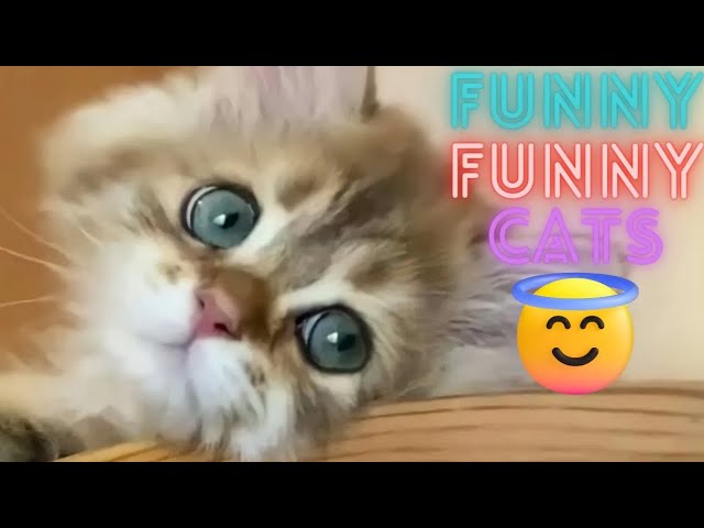 2 HOUR BEST FUNNY CATS COMPILATION 2023 😂| The Best Funny And Cute Cat Videos 10 !😸 😸