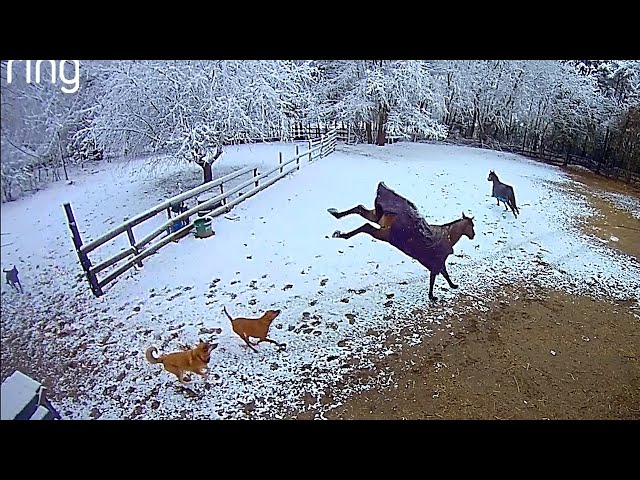 Caught on the Ring cameras, Sven, Mel and the dogs enjoying an early spring dumping of snow.