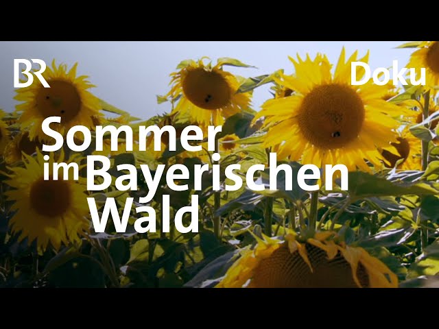 Der Bayerische Wald im Sommer: Uralte Bäume, böhmische Grenze | Heimat | Doku | BR
