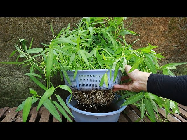 Grow Water Spinach Just Basket And Water