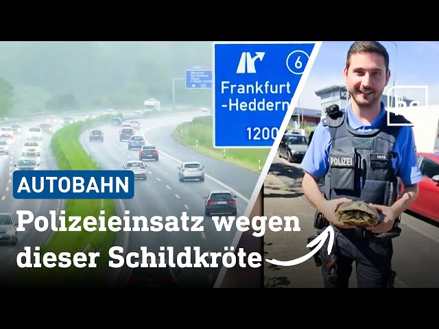Mutige Schildkröte überquert mehrfach Autobahn 661 | hessenschau