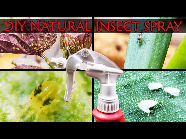 DIY Natural and Safe Insecticide Spray