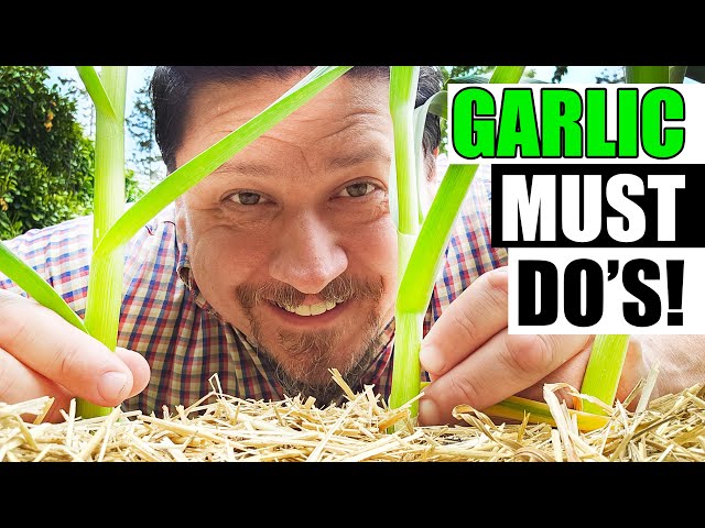 Spring Garlic Maintenance Must Do's