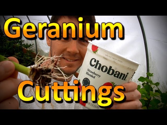 How to Propagate Geranium Cuttings in a Yogurt Cup