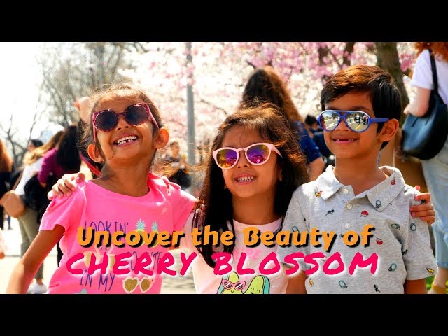 Cherry Blossom at Roosevelt Island New York