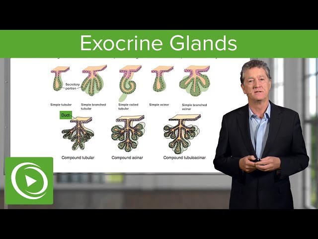 Exocrine Glands – Histology | Lecturio