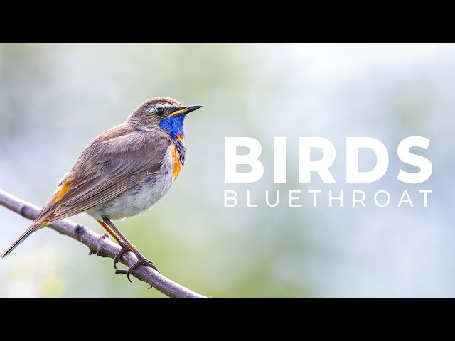 Bird Photography in the Norwegian Mountains | Bird Photography 800mm | Hardangervidda National Park