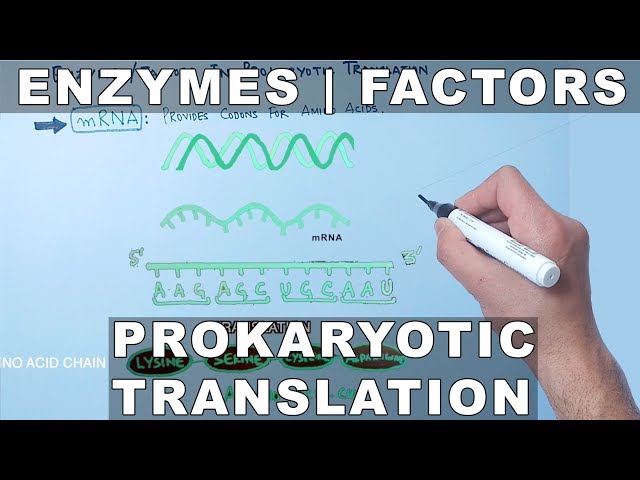 Factors and Enzymes in Prokaryotic Translation