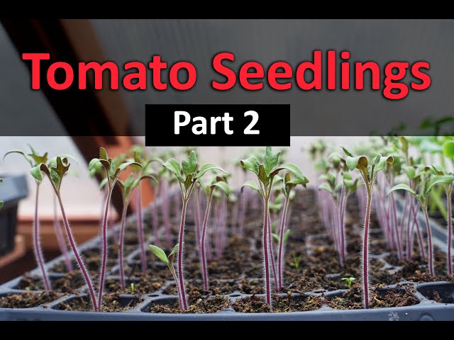 How To Grow Tomatoes Part 2 - Transplanting Seedlings