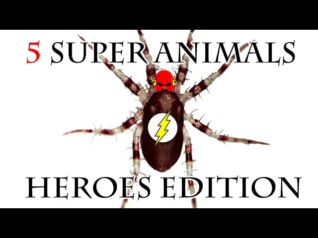 5 Animals with Super abilities  FACT-ery #3