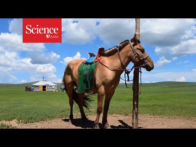 Sacrifice of ancient horses gives clues to their domestication
