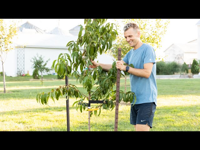 How to Stake a Tree