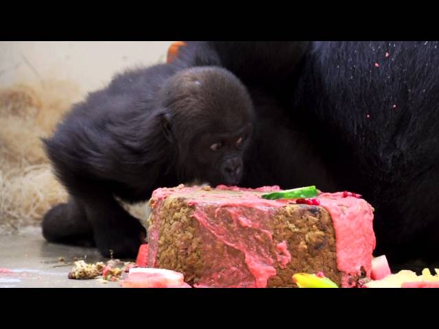 Baby Gorilla Gladys gets 1st Birthday Cake - Cincinnati Zoo