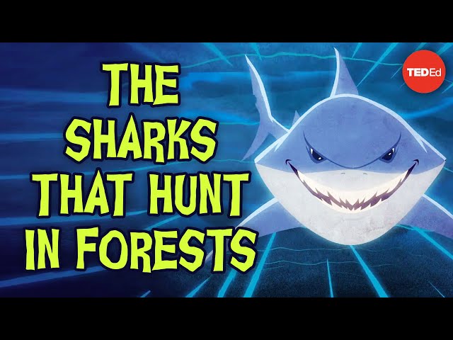 The sharks that hunt in forests - Luka Seamus Wright