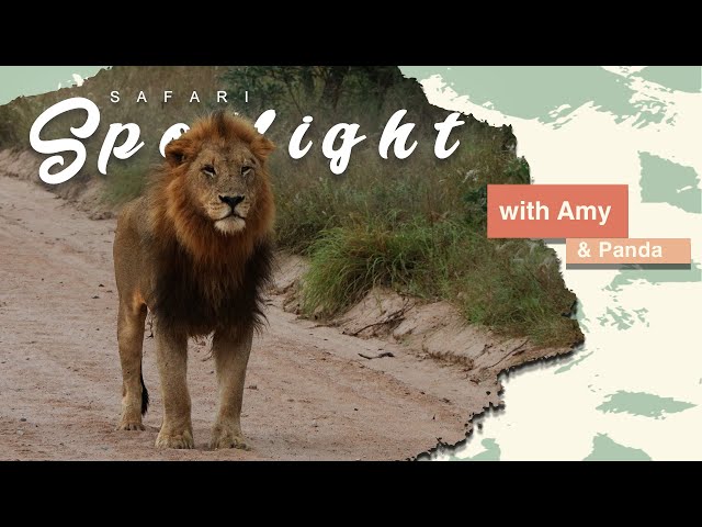 Witness the majestic male lion's from the Kambula pride territorial patrol - Safari Spotlight #9