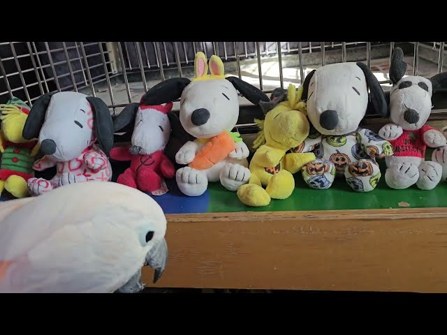 Cockatoo Talks! Stuffed Toys & Much More!