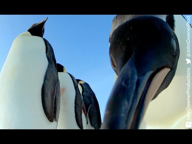 Robotic Penguin Lays EggCam & Gets A Surprising Viewpoint!
