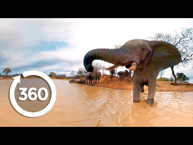 Elephants on the Brink (360 Video)