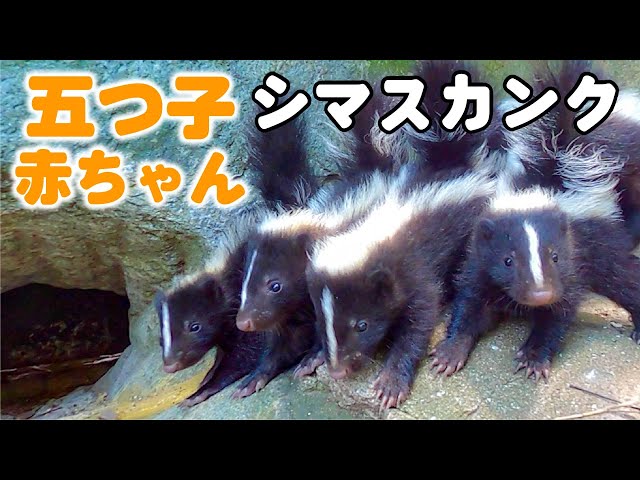 5 Skunk babies